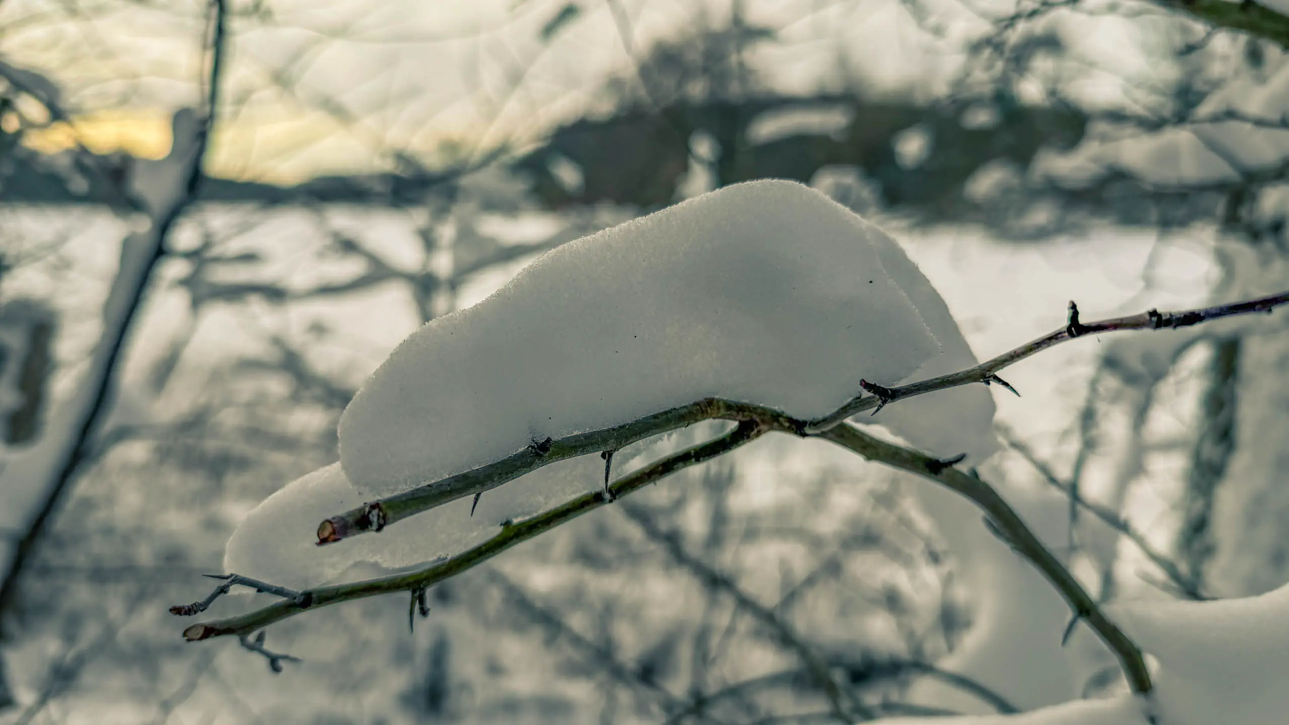 20261001.Tal.der.Schönebecker.Aue.Bild17