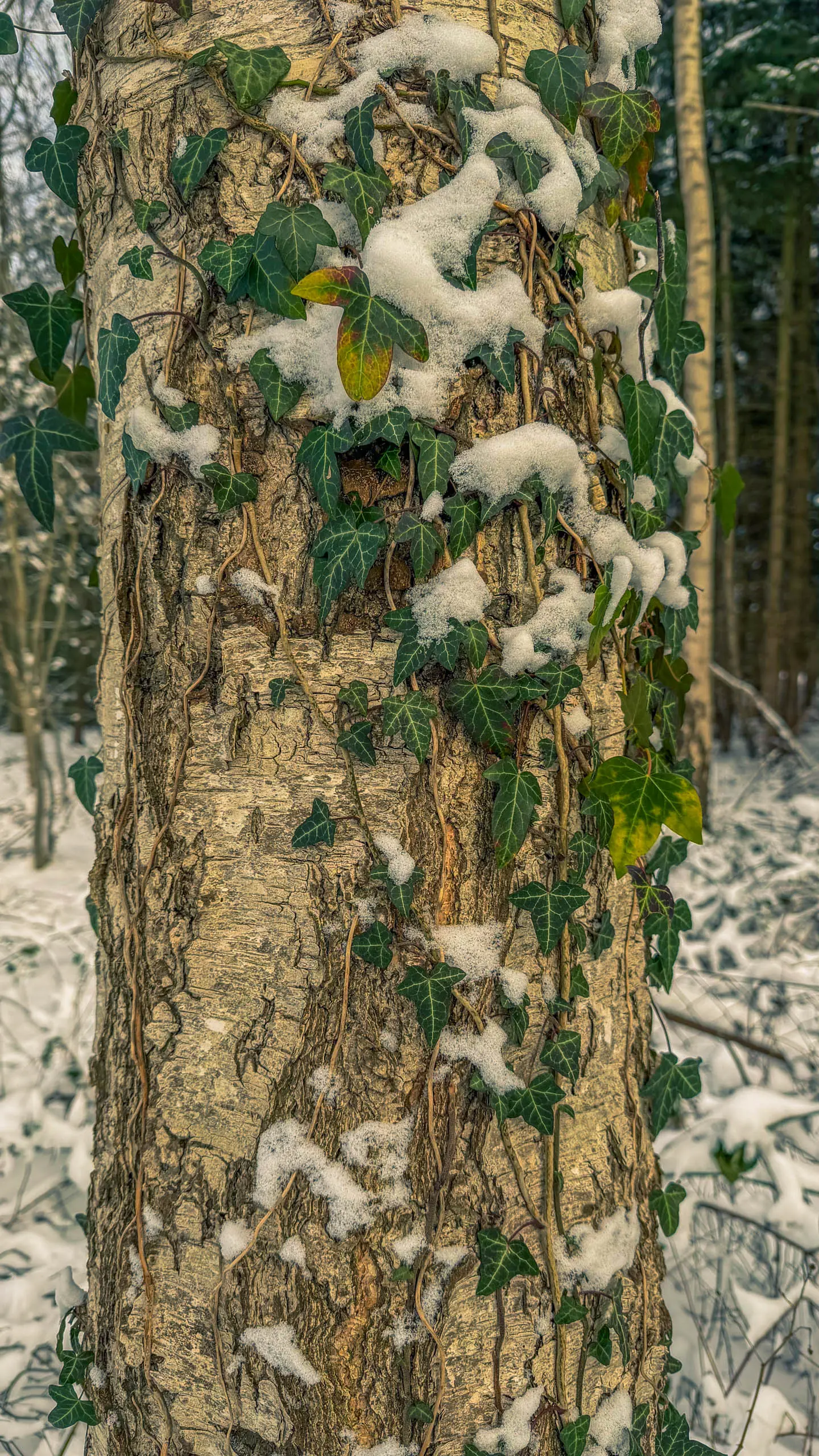 20261001.Tal.der.Schönebecker.Aue.Bild20