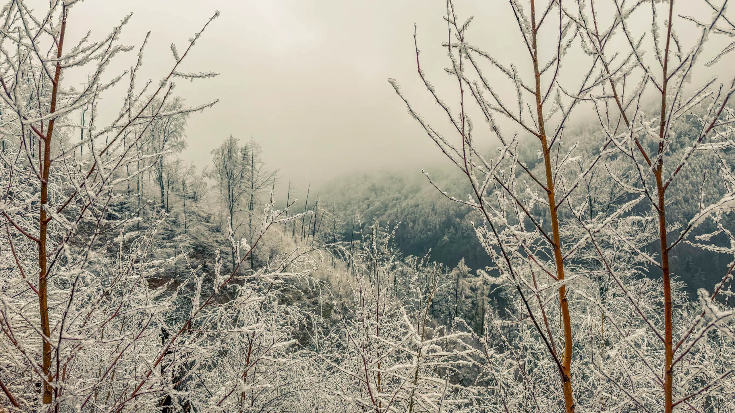 20260214.EMTI.Harzmarsch.20Km.Ilsenburg.Bild.27
