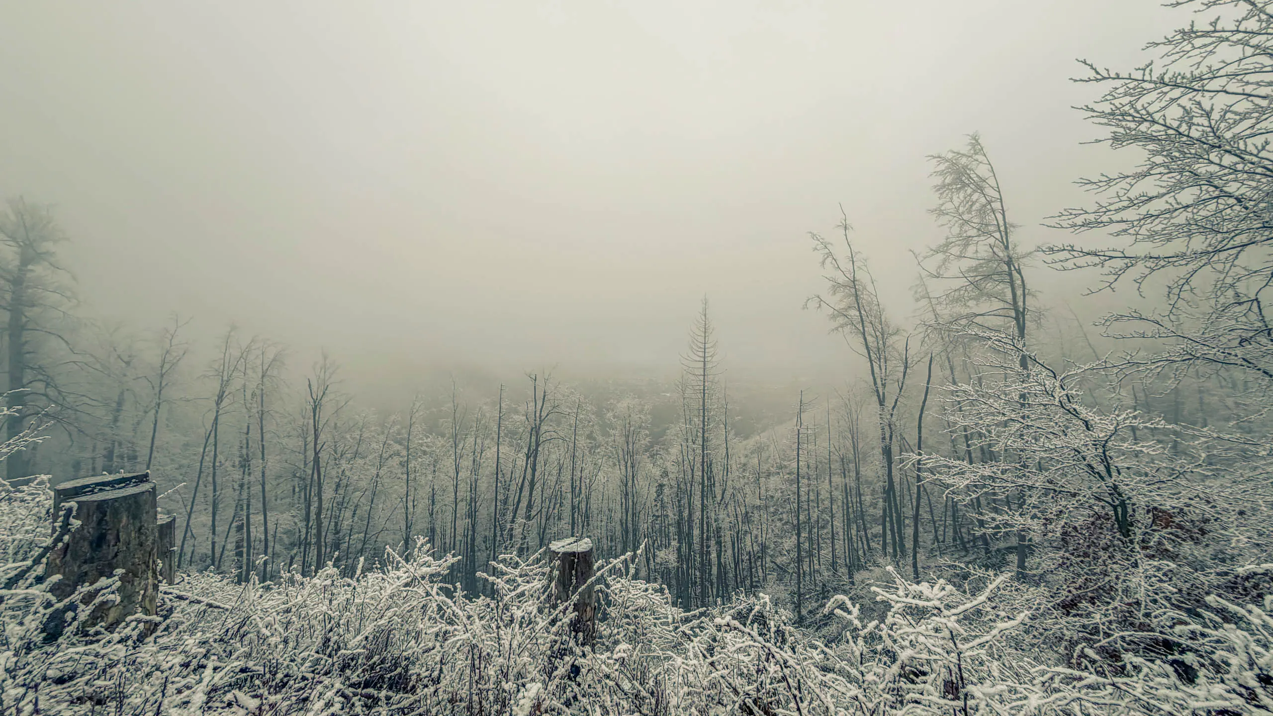 20260214.EMTI.Harzmarsch.20Km.Ilsenburg.Bild.36