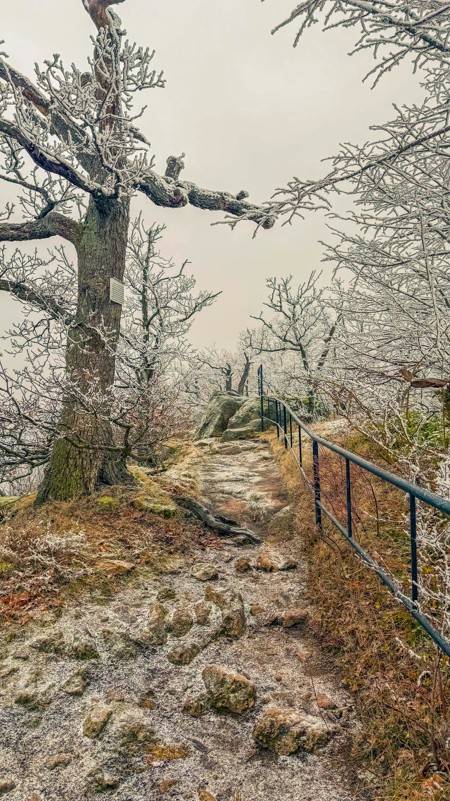 20260214.EMTI.Harzmarsch.20Km.Ilsenburg.Bild.42