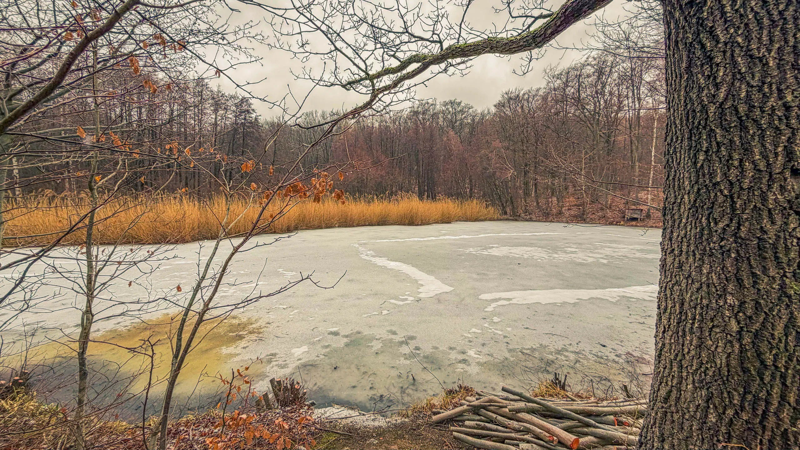 20260214.EMTI.Harzmarsch.20Km.Ilsenburg.Bild.61