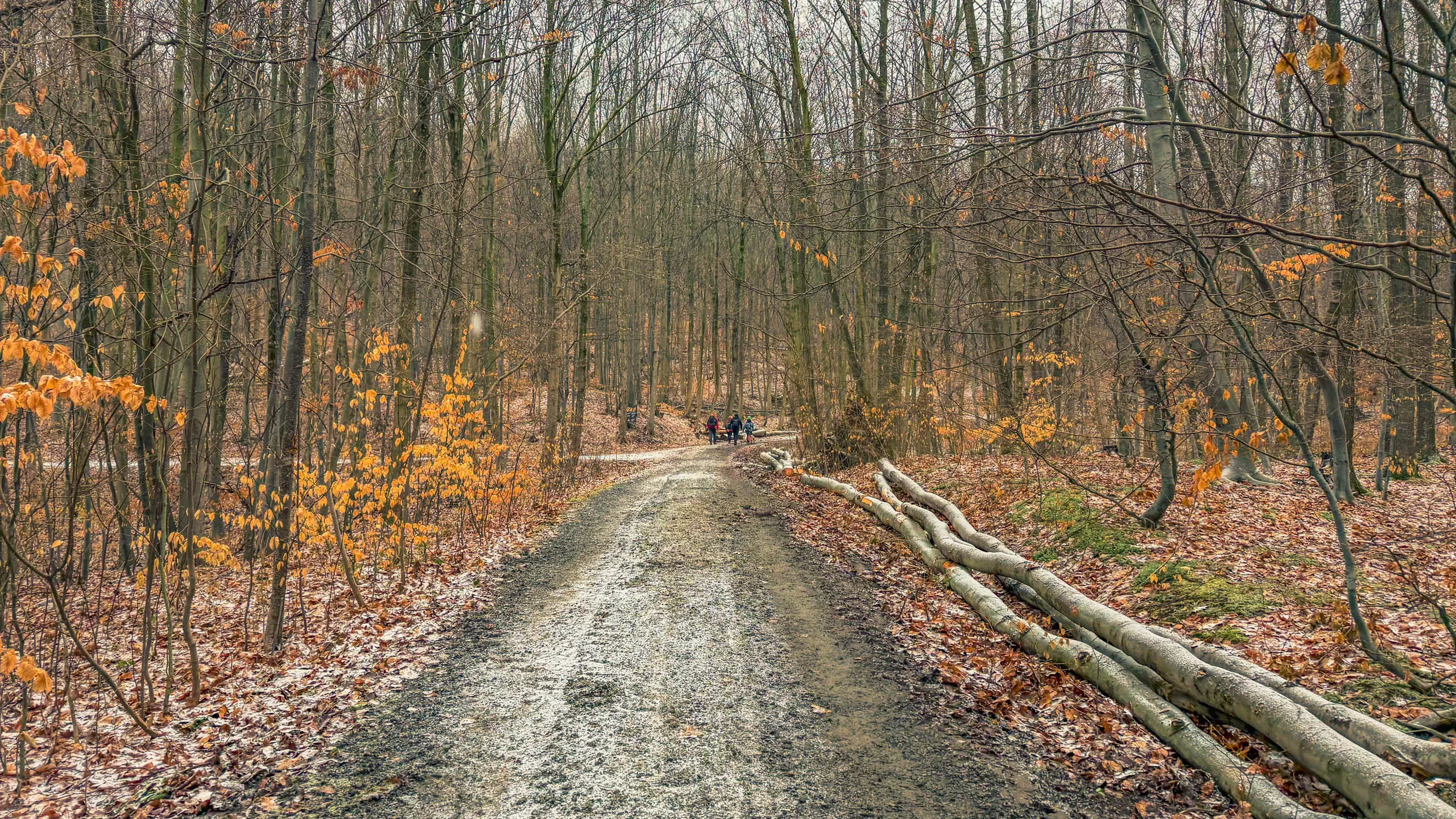 20260214.EMTI.Harzmarsch.20Km.Ilsenburg.Bild.62