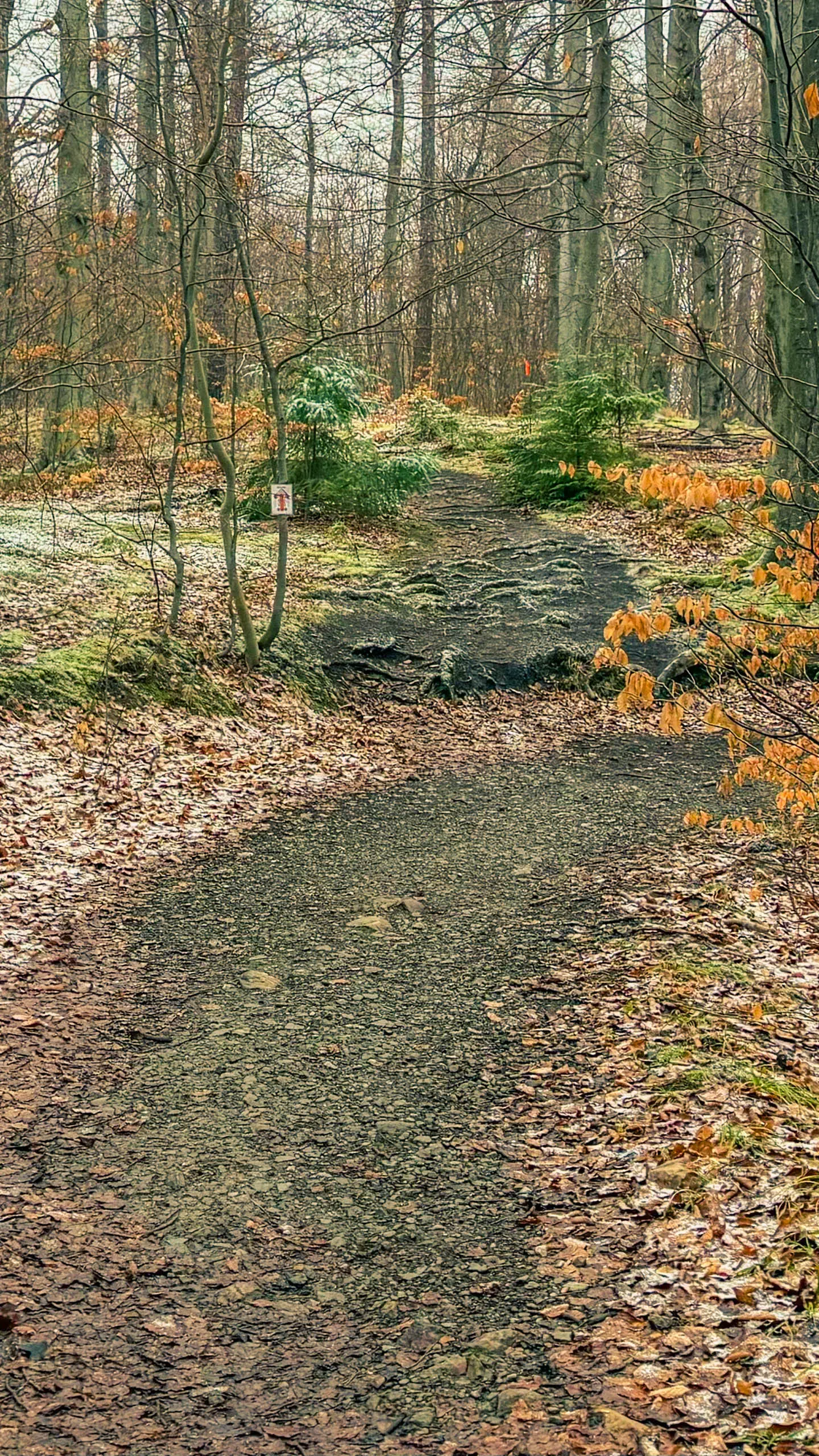 20260214.EMTI.Harzmarsch.20Km.Ilsenburg.Bild.65