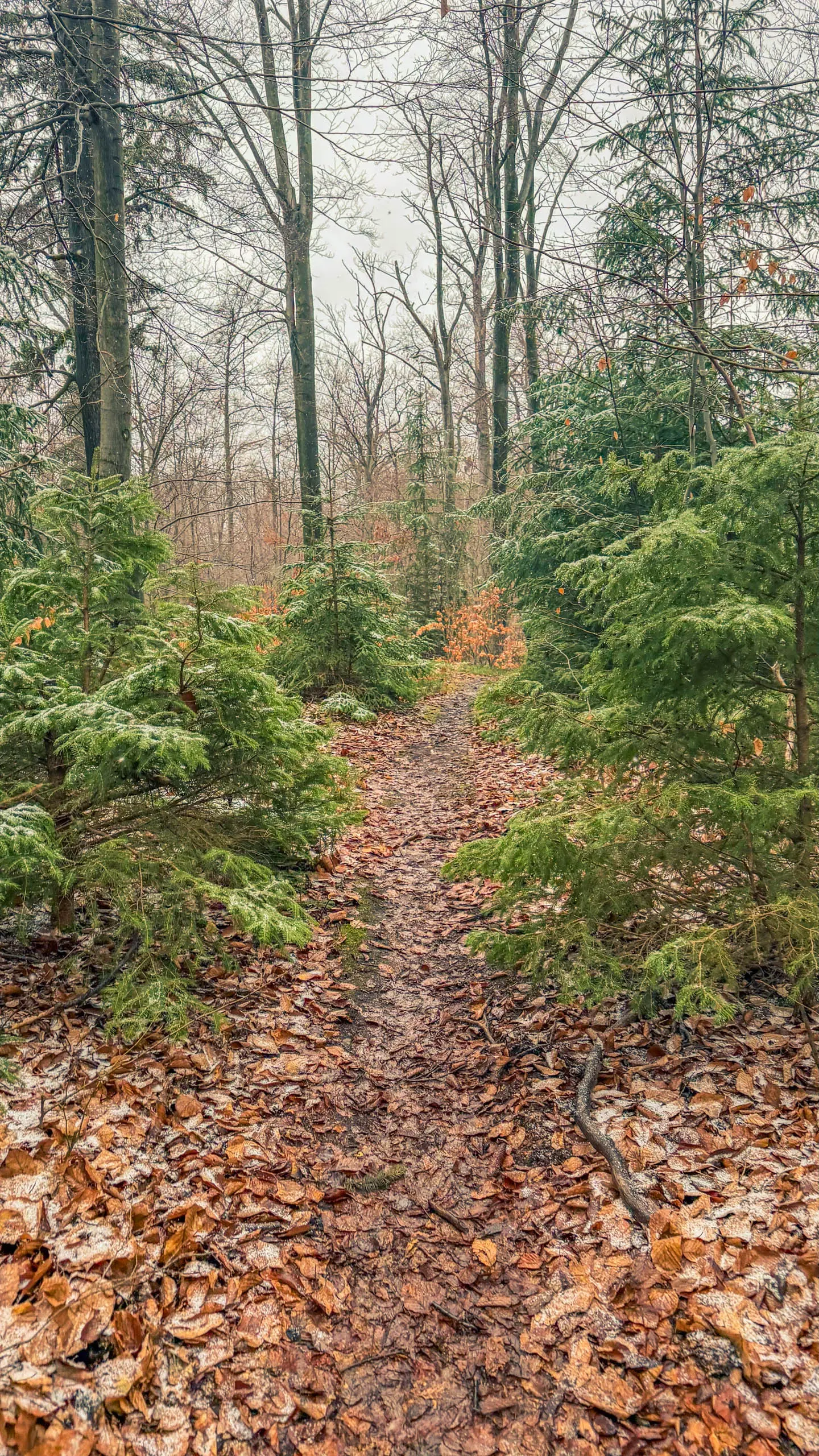 20260214.EMTI.Harzmarsch.20Km.Ilsenburg.Bild.69