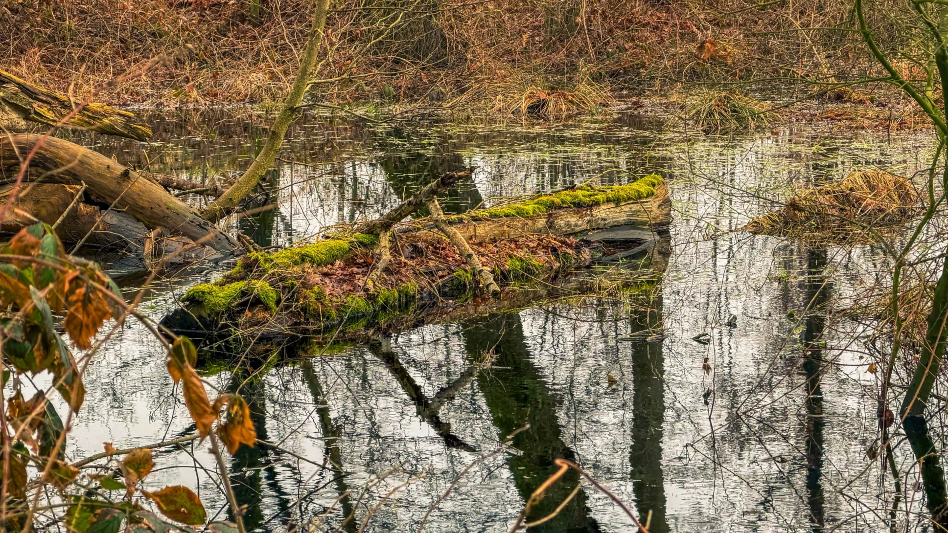 20260314.Rundwanderung.-.Worpswede.(Breites.Wasser).Bild.32