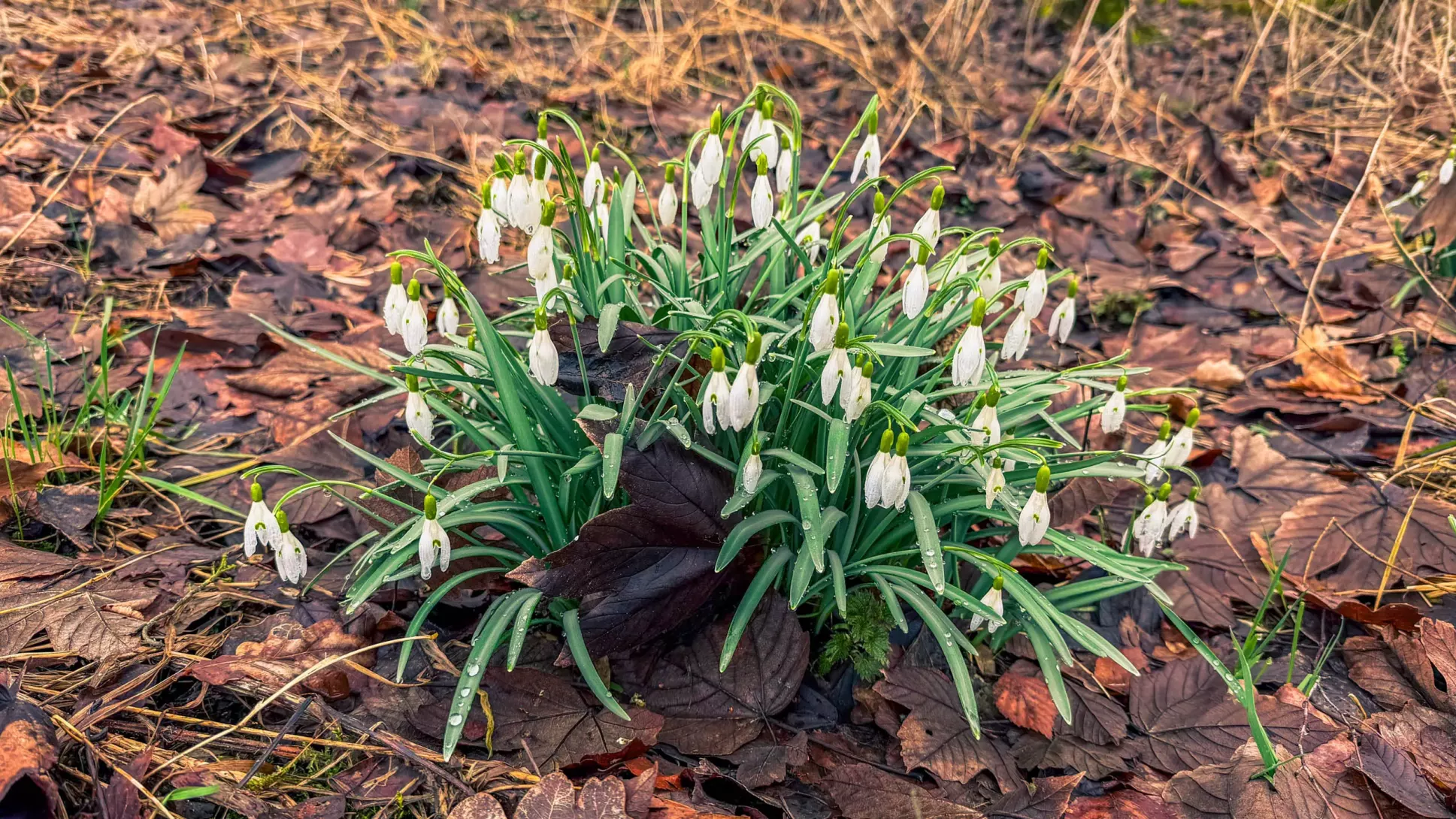 20260314.Rundwanderung.-.Worpswede.(Breites.Wasser).Bild.54